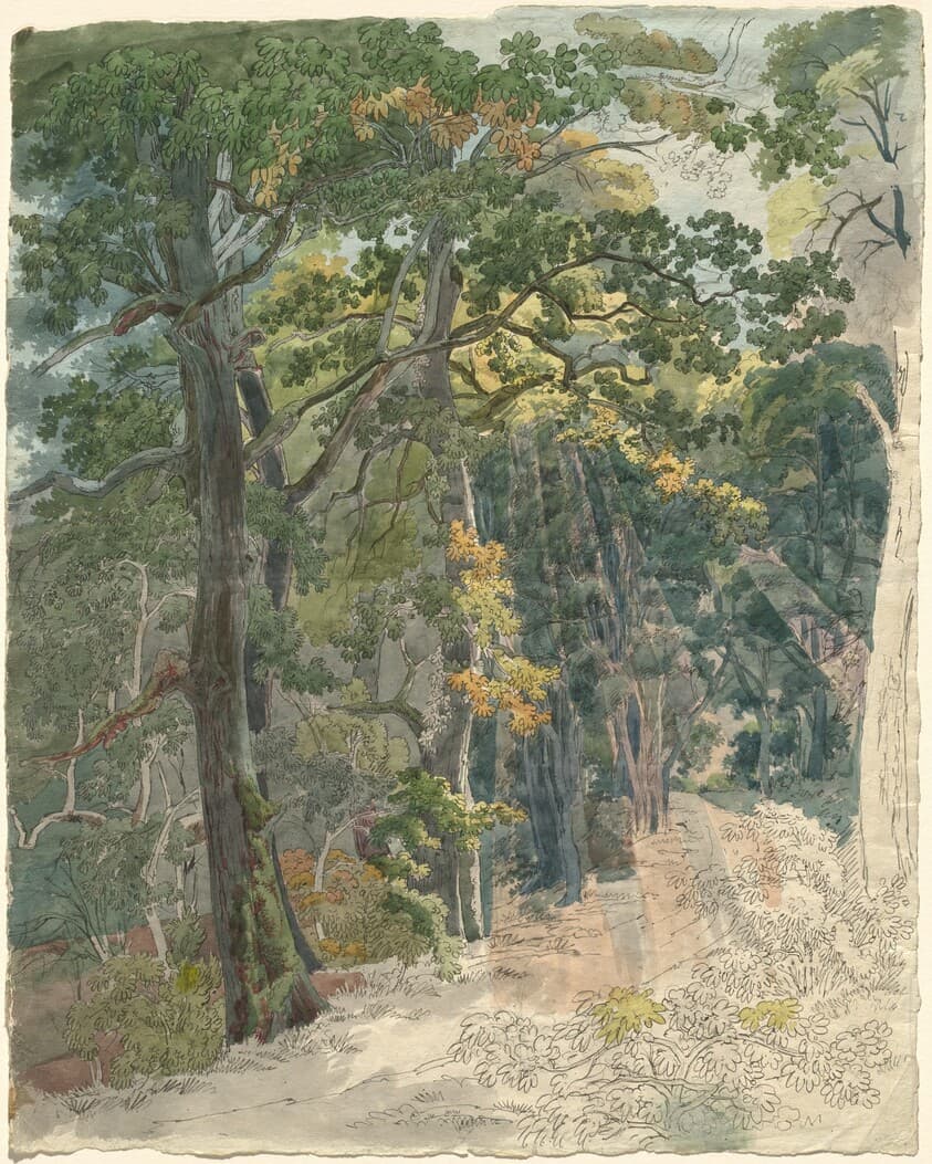 Rays of Sunlight Striking a Woodland Path — Friedrich Salathé