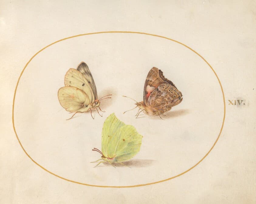 Plate 14: Common Brimstone, Painted Lady, and Clouded Yellow Butterflies — Joris Hoefnagel