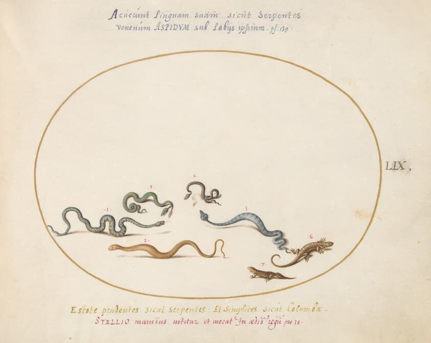 Plate 59: Snakes and a Lizard — Joris Hoefnagel