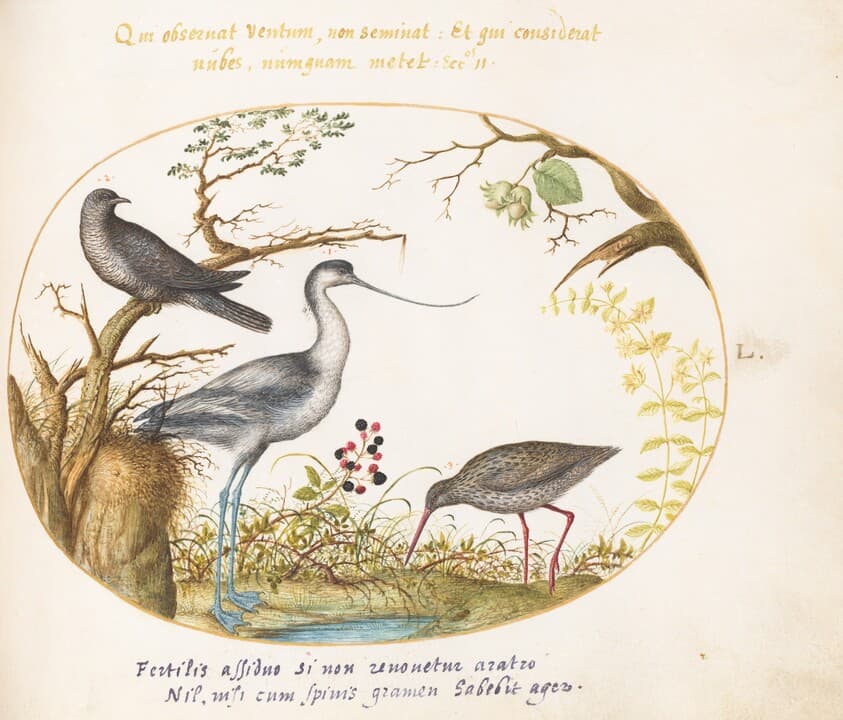 Plate 50: An Avocet with Two Other Birds — Joris Hoefnagel