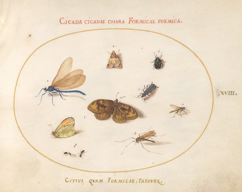 Plate 18: Two Butterflies and a Moth with a Damselfly, Two Ants, and Four Other Insects — Joris Hoefnagel