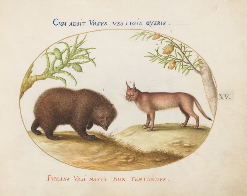 Plate 15: A Bear and a Lynx(?) — Joris Hoefnagel