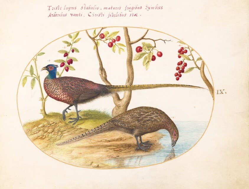 Plate 9: Two Pheasants with Fruiting Plants — Joris Hoefnagel