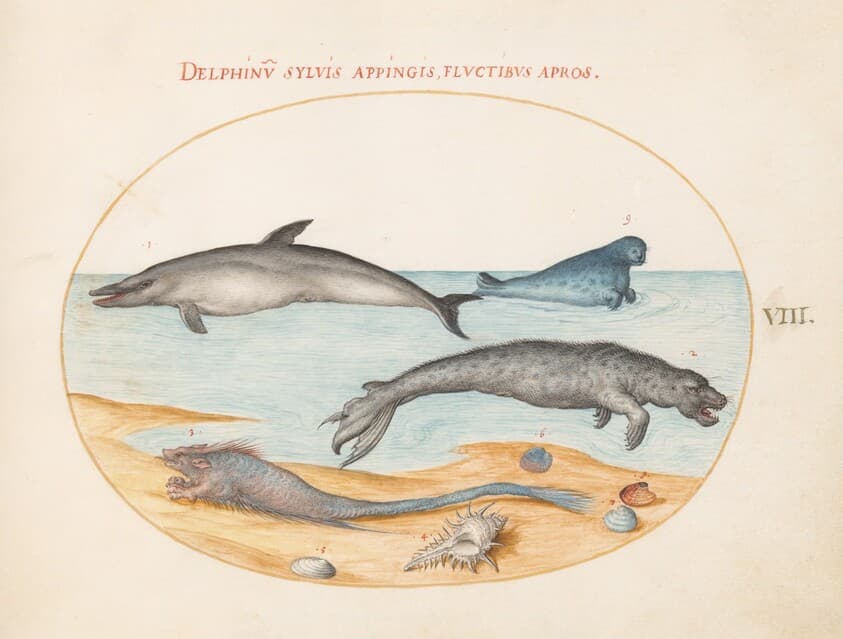 Plate 8: A Dolphin, Two Seals, a Brethmechin, and Shells — Joris Hoefnagel