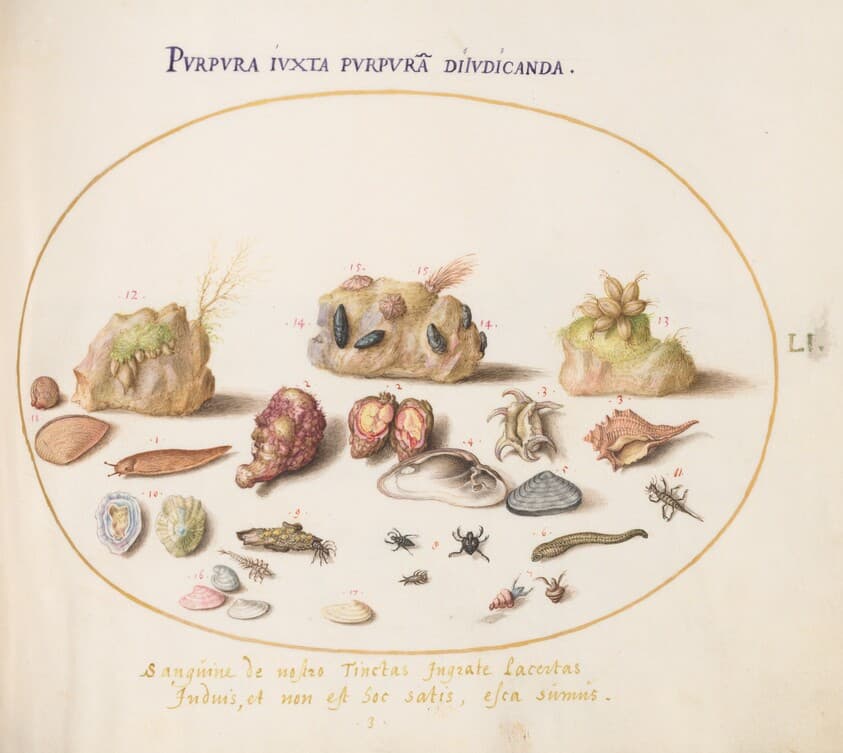 Plate 51: Murex Mollusks, Shells, Hermit Crabs, a Slug, Insects, and Other Sea Life — Joris Hoefnagel