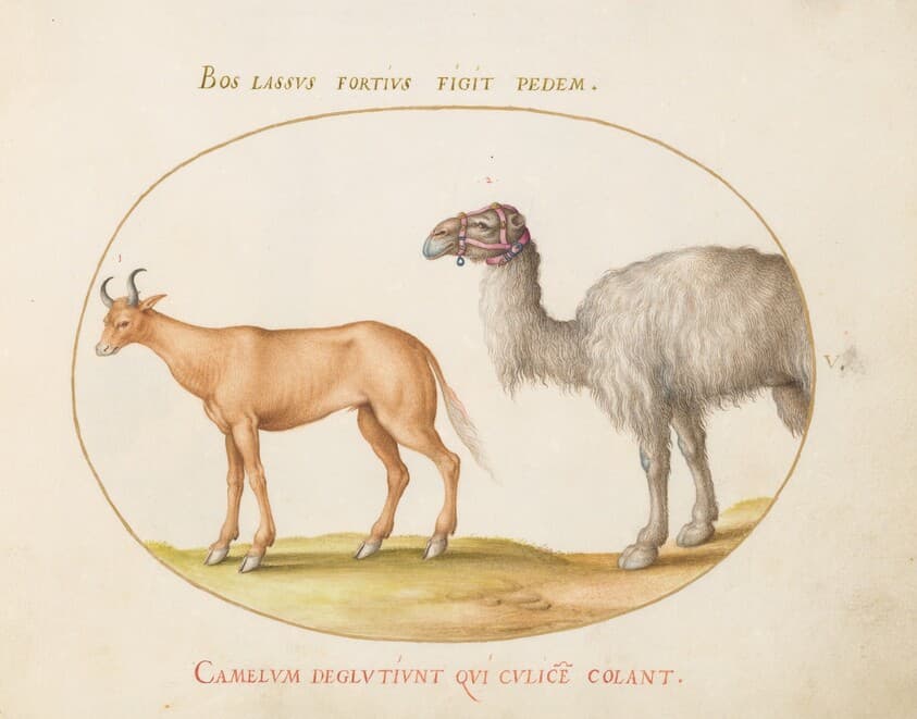 Plate 5: An Ox and a Camel — Joris Hoefnagel