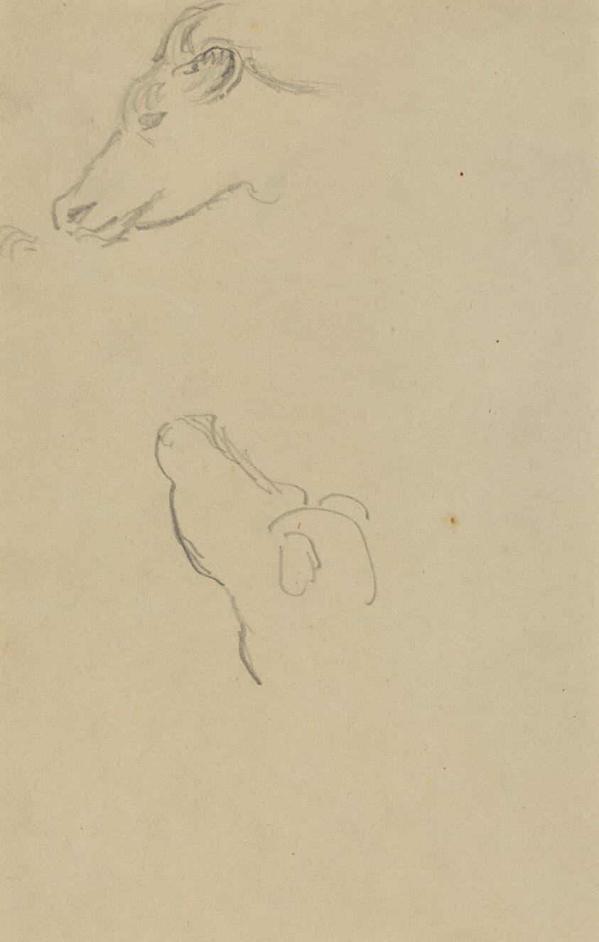 Head of a Cow [recto] — Paul Gauguin
