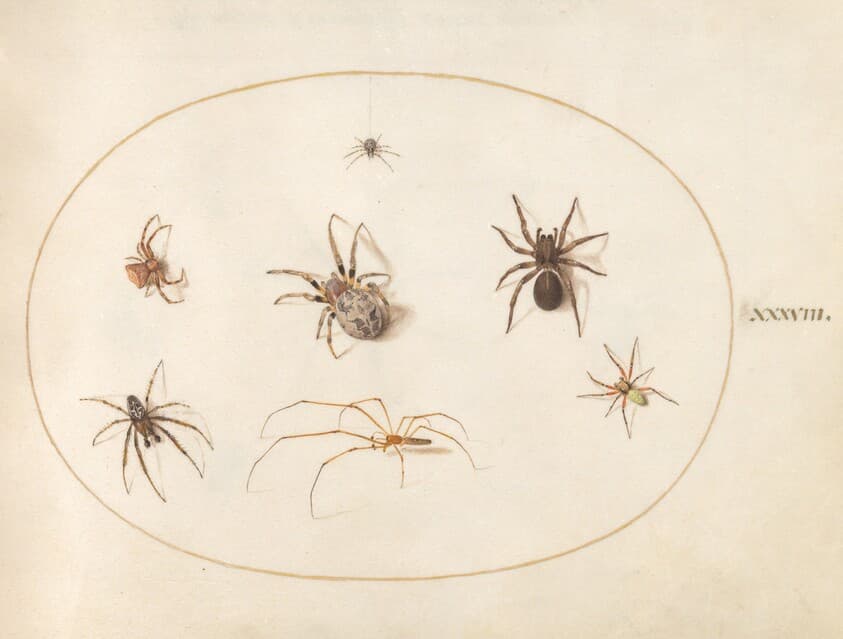 Plate 38: Seven Spiders — Joris Hoefnagel