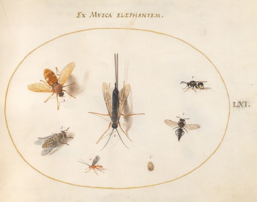 Plate 61: Seven Insects, Including Flies — Joris Hoefnagel