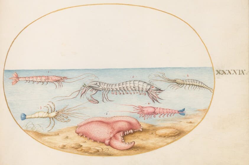 Plate 49: Mantis Shrimp and the Claw of a European Crayfish — Joris Hoefnagel