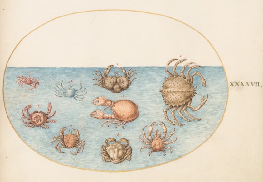 Plate 47: Nine Crabs — Joris Hoefnagel