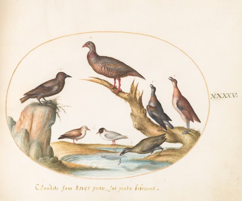 Plate 45: Spotted Nutcracker and Shore Birds — Joris Hoefnagel