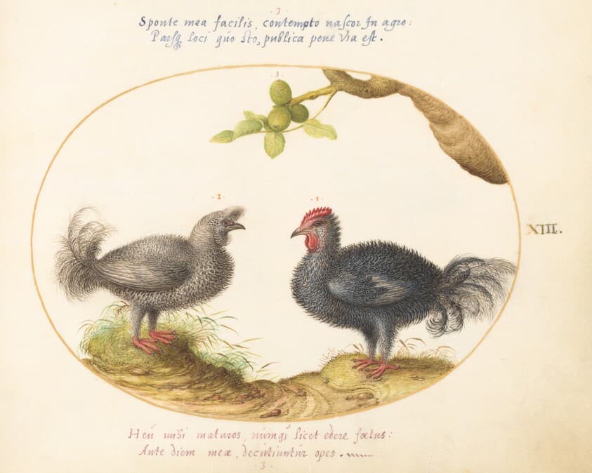 Plate 13: Two Curly Gray Chickens (Silkie Chickens?) — Joris Hoefnagel