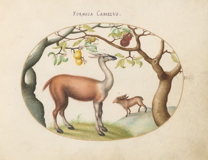 Plate 4: Llama and Moose — Joris Hoefnagel