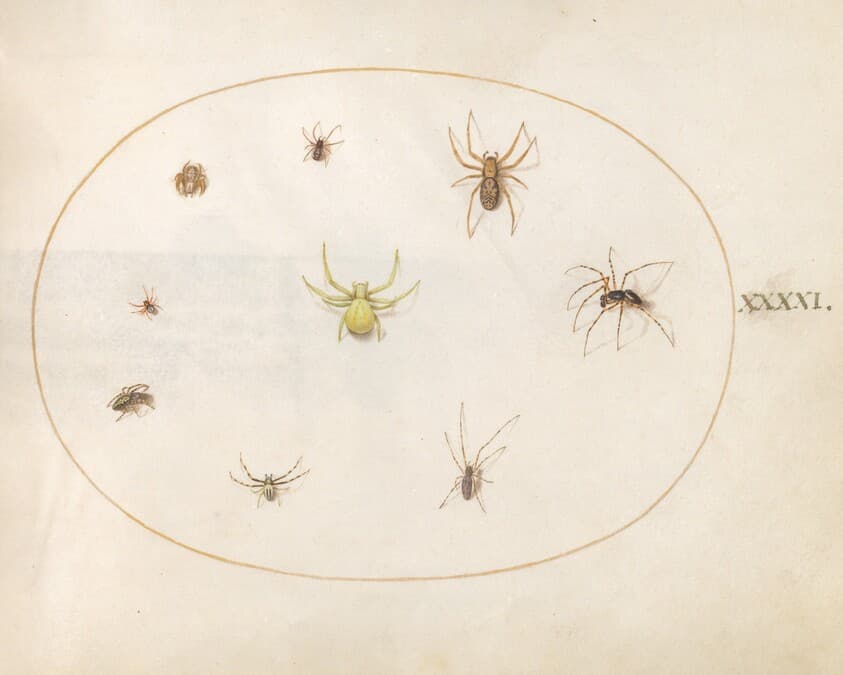 Plate 41: Yellow Spider Surrounded by Eight Spiders — Joris Hoefnagel