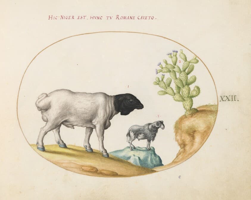 Plate 22: Blackhead Persian Sheep and a Sheep with a Long Tail, with a Cactus — Joris Hoefnagel