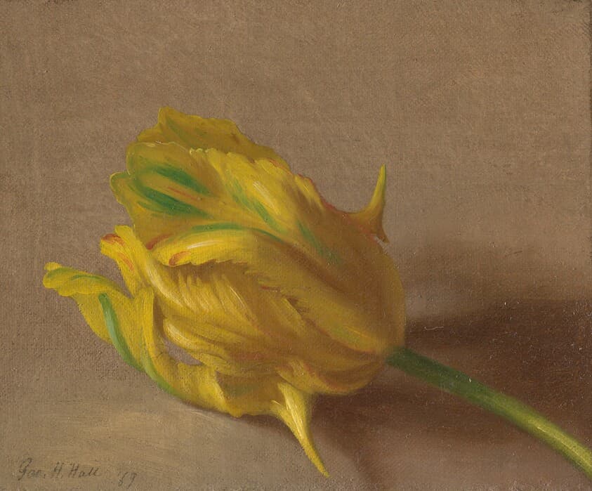 Tulip — George Henry Hall