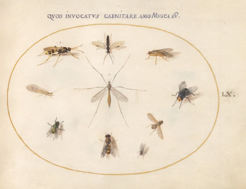Plate 60: Flies and Other Insects — Joris Hoefnagel