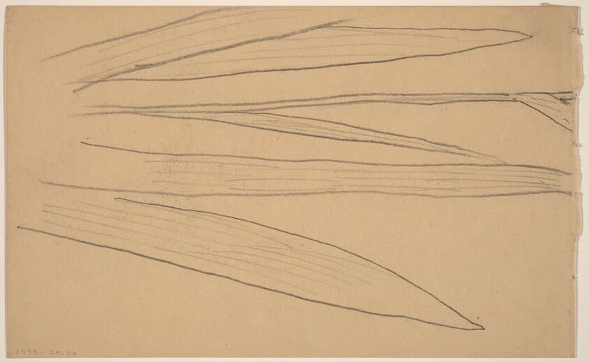 Study of a Flower [verso] — Charles Sprague Pearce