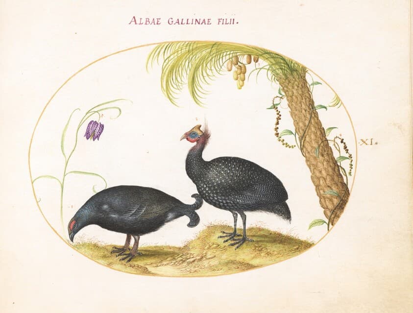 Plate 11: A Caucasian Grouse and a Helmeted Guineafowl — Joris Hoefnagel