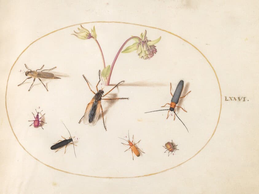 Plate 76: Insects with a Pink and Cream Columbine — Joris Hoefnagel