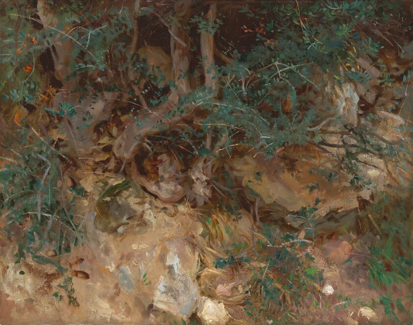 Wild Olive Tree Roots, Valldemosa, Majorca — John Singer Sargent