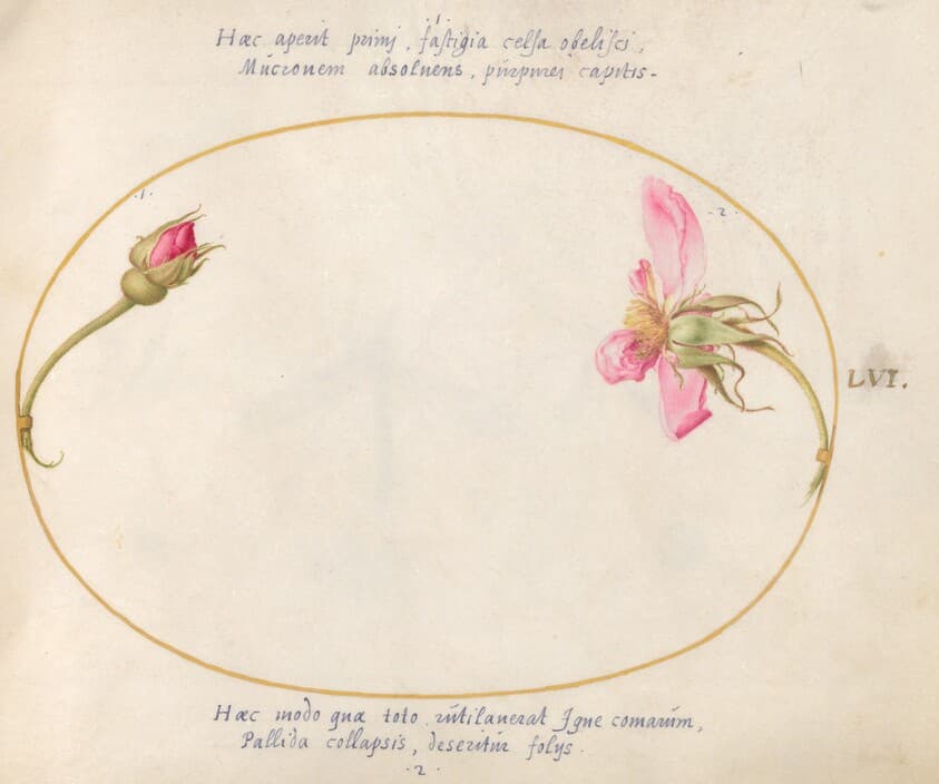 Plate 56: A Rosebud and a Disintegrating Pink Rose — Joris Hoefnagel