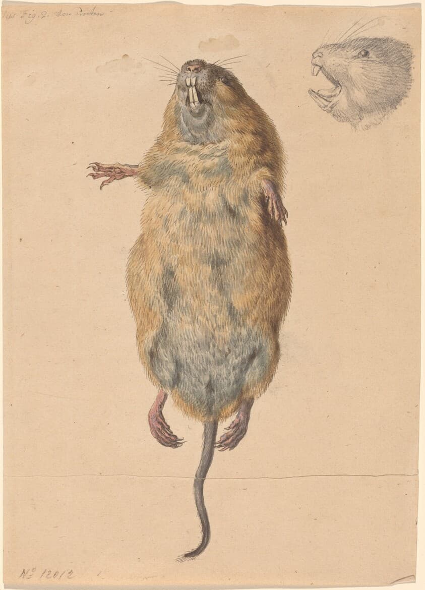 A Field Mouse, from Below — Johann Rudolph Schellenberg