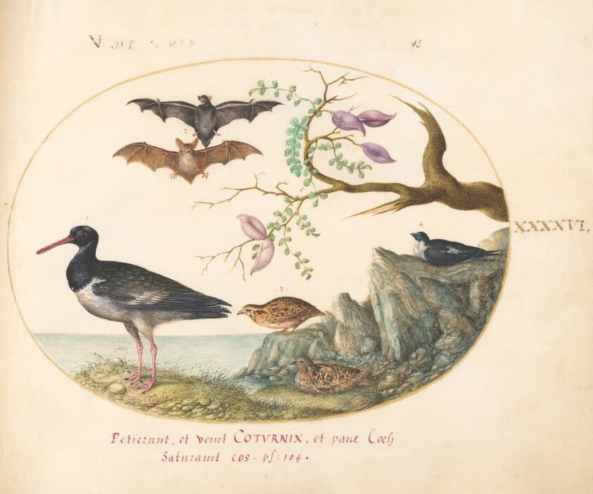 Plate 46: Bats, Quail, and Oystercatcher(?) by the Water — Joris Hoefnagel