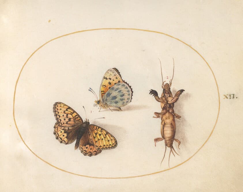 Plate 12: Two Views of a Silver-Bordered Fritillary and a Mole Cricket — Joris Hoefnagel