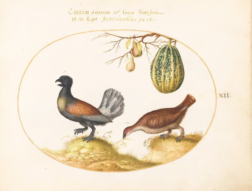 Plate 12: Pair of Wood Grouse with a Melon and Pears — Joris Hoefnagel