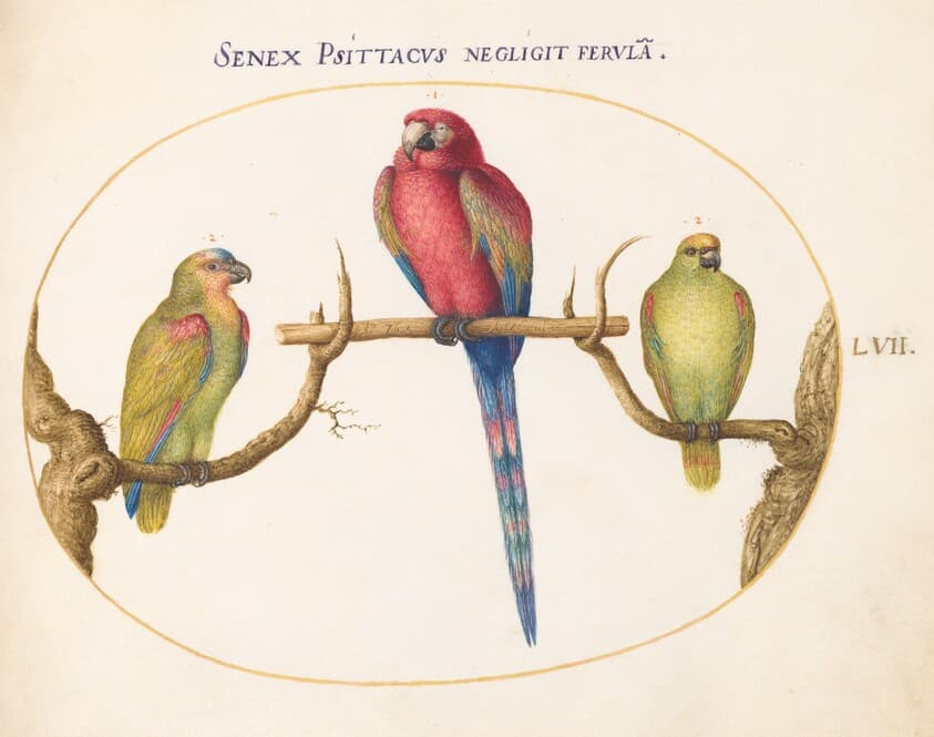 Plate 57: Scarlet Macaw with Two Smaller Green Parrots — Joris Hoefnagel