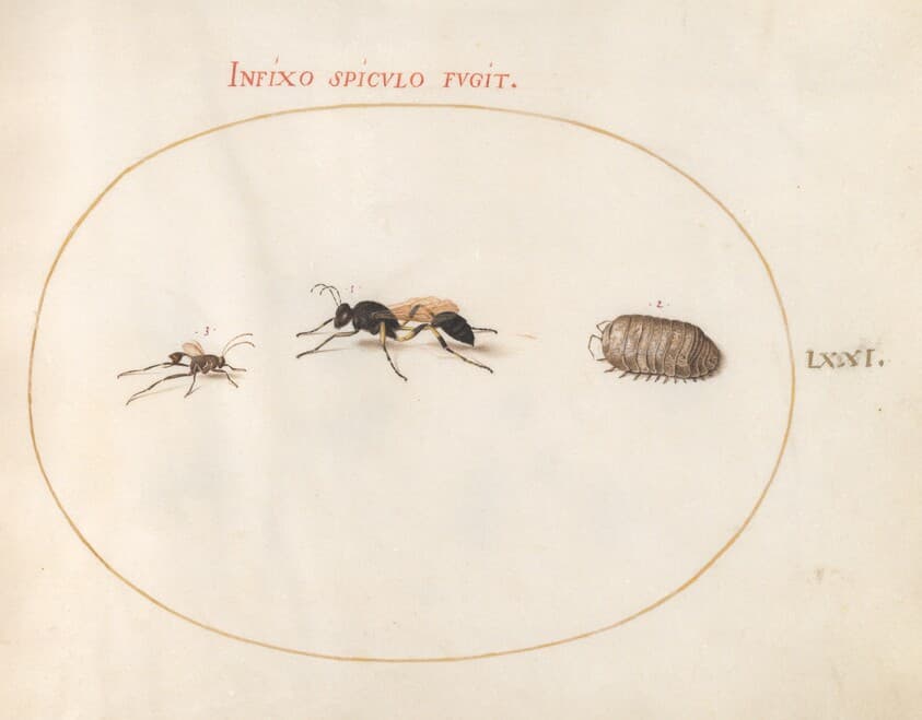 Plate 71: Two Wasps and a Pill Bug — Joris Hoefnagel