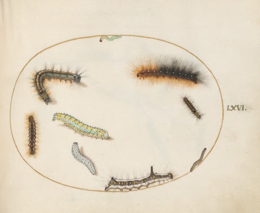 Plate 66: Lackey Moth Caterpillar, Figure of Eight Caterpillar, Grey Dagger Caterpillar, and Other Caterpillars — Joris Hoefnagel