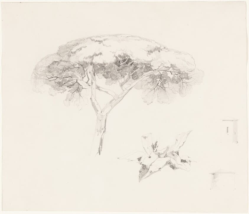 Umbrella Pine and Other Studies — Edward Lear