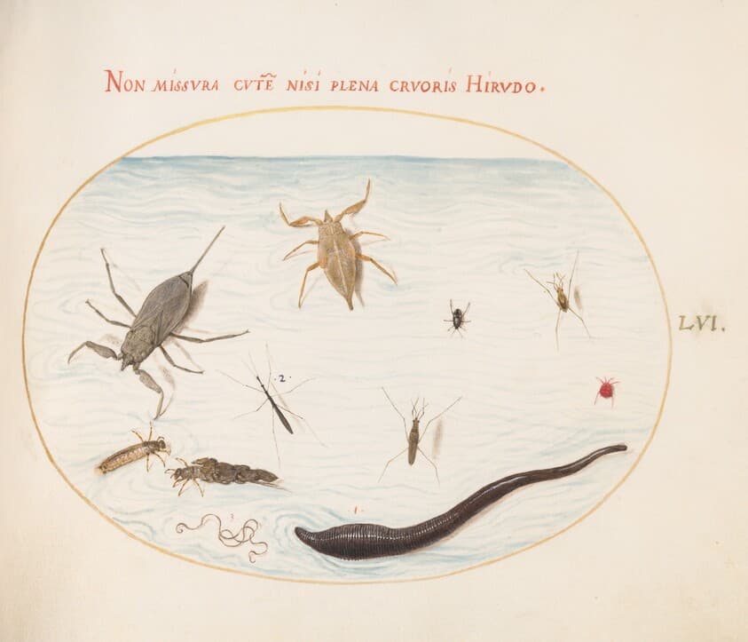 Plate 56: Water Scorpion, Water Measurer, Pond Skater, Red Water Mite, Leech(?), and Other Water Insects — Joris Hoefnagel