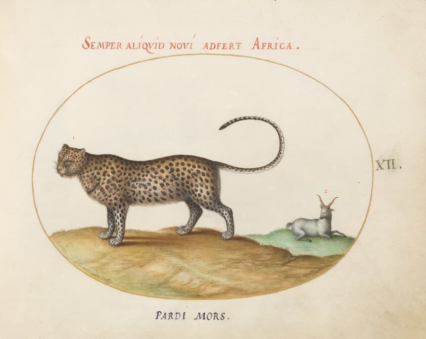 Plate 12: A Cheetah(?) and a Wild Sheep — Joris Hoefnagel
