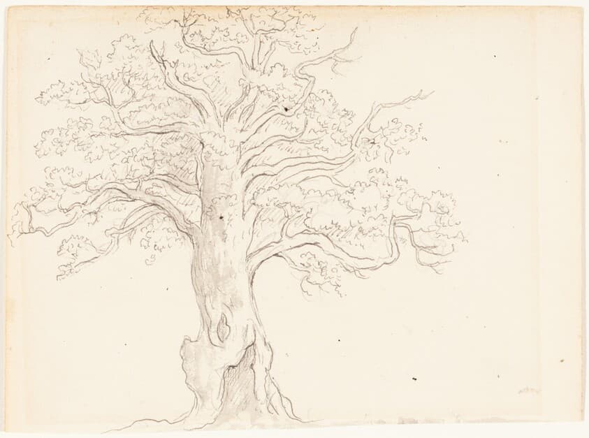 An Oak Tree — John Glover