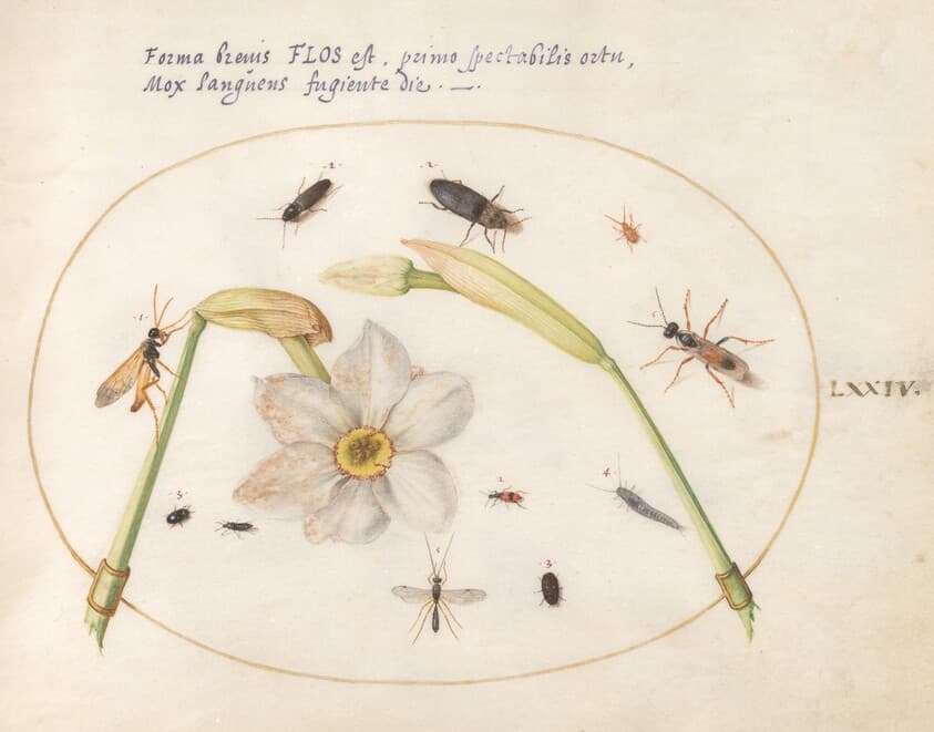 Plate 74: Insects with White Daffodils — Joris Hoefnagel