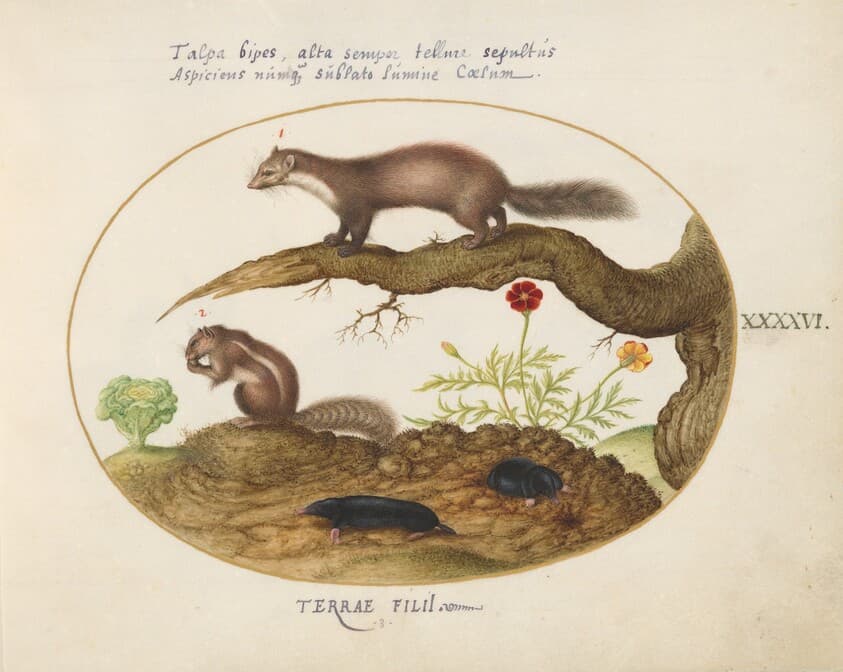 Plate 46: Stone Marten, Chipmunk, and Moles with a Marigold and Lettuce — Joris Hoefnagel