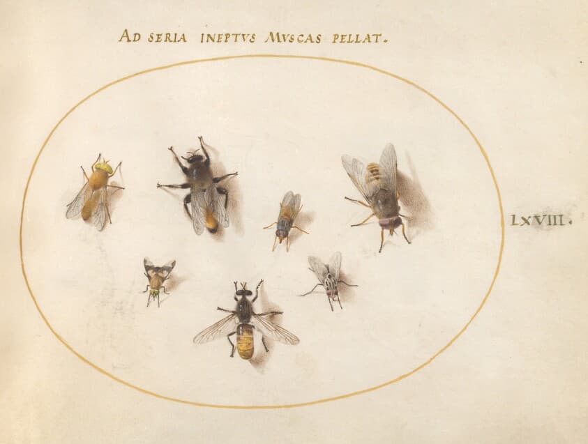 Plate 68: Seven Bees and Flies — Joris Hoefnagel