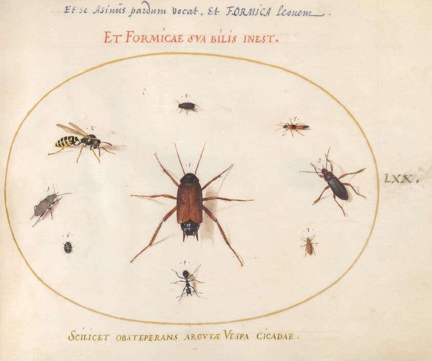 Plate 70: A Roach Surrounded by Insects — Joris Hoefnagel