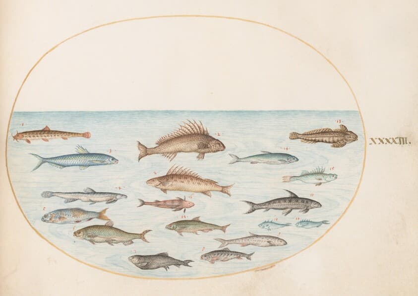 Plate 43: Fifteen Fish — Joris Hoefnagel