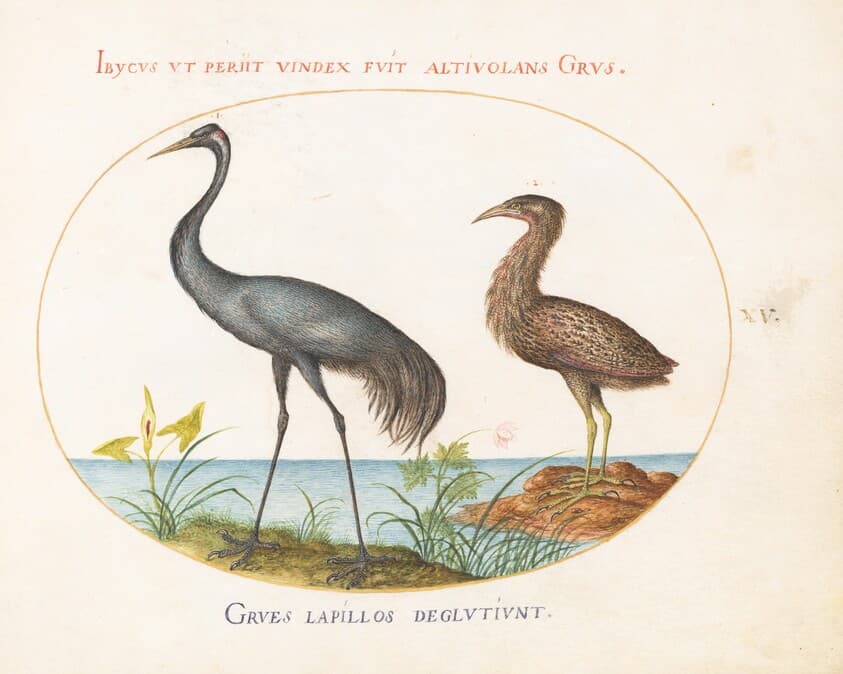 Plate 15: Common Crane and Bittern(?) — Joris Hoefnagel