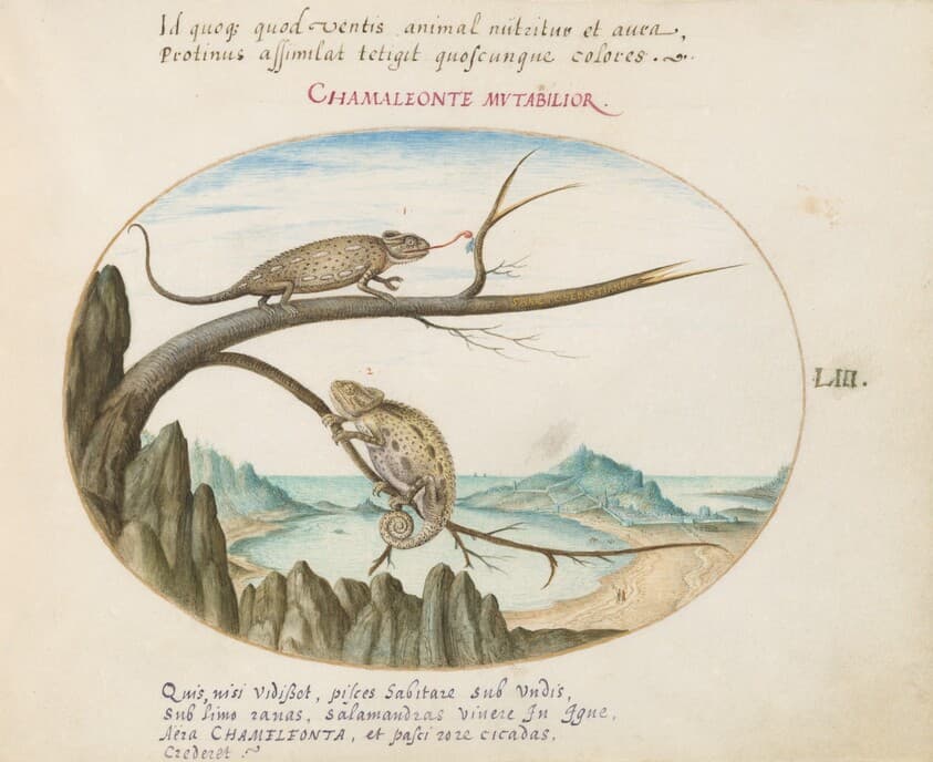 Plate 53: Two Common or Mediterranean Chameleons above San Sebastián, Spain — Joris Hoefnagel