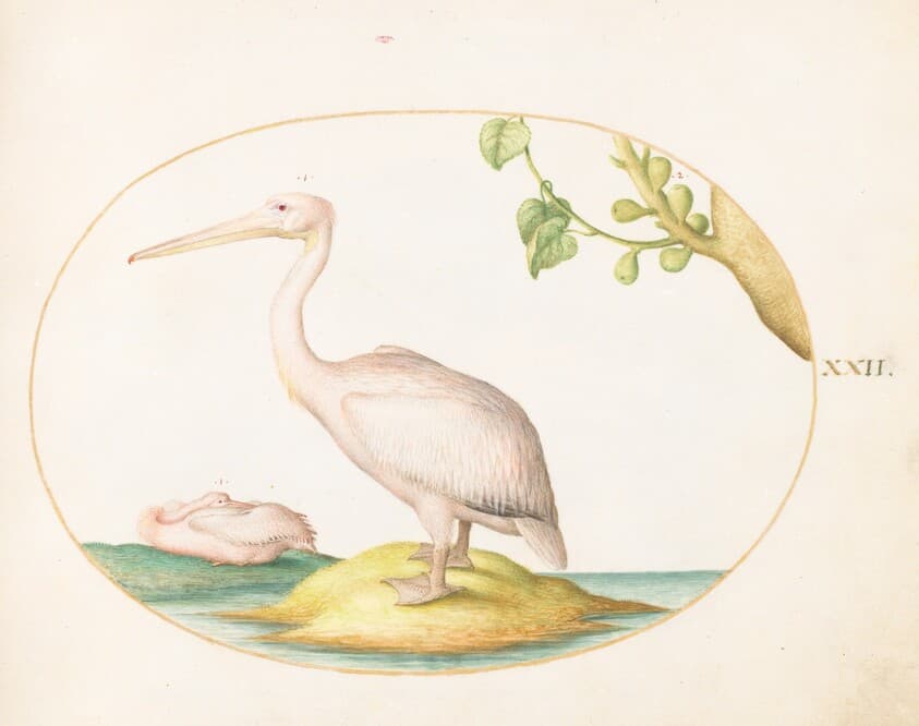 Plate 22: Two White Pelicans with a Sycamore Fig — Joris Hoefnagel