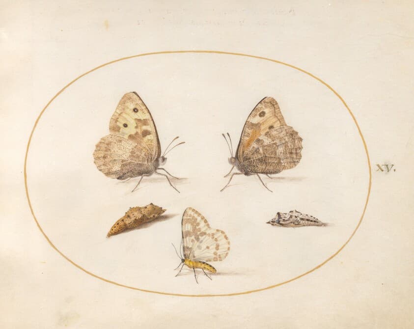 Plate 15: Grayling Butterfly, Magpie Moth, and Two Chrysalides — Joris Hoefnagel