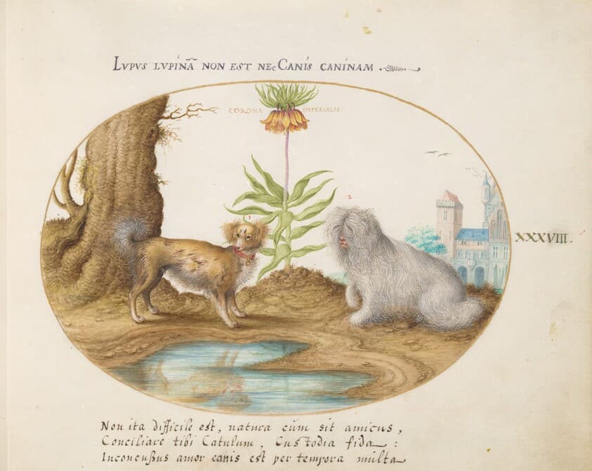 Plate 38: Two Small Dogs with a Crown Imperial — Joris Hoefnagel