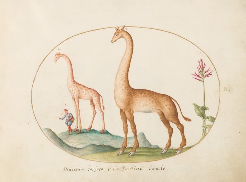 Plate 2: Two Giraffes with an Attendant — Joris Hoefnagel