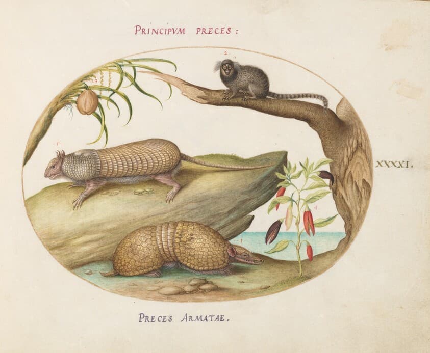 Plate 41: Two Types of Armadillos with a Marmoset, a Coconut Palm, and a Pepper Plant — Joris Hoefnagel